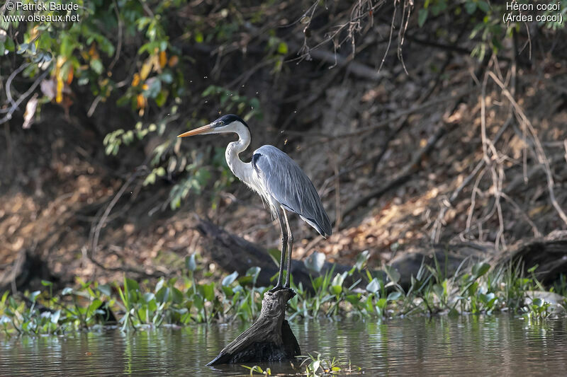 Cocoi Heron