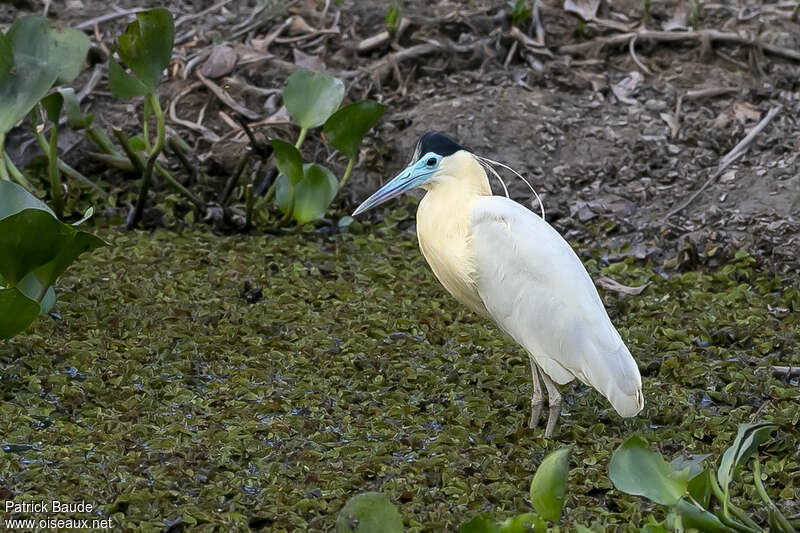 Héron coifféadulte, habitat, pigmentation, pêche/chasse