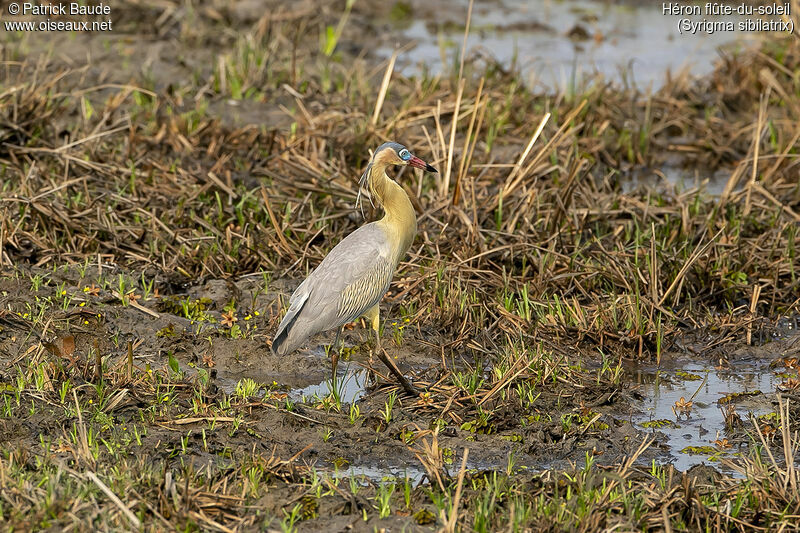 Whistling Heronadult