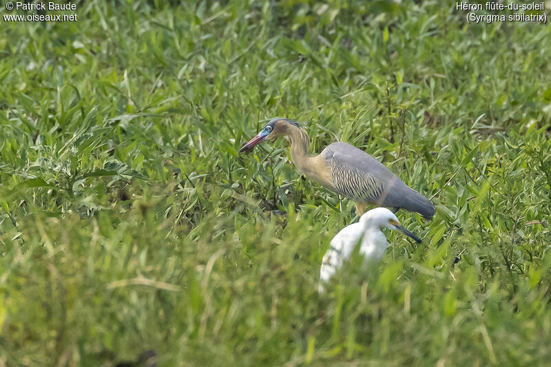 Whistling Heronadult