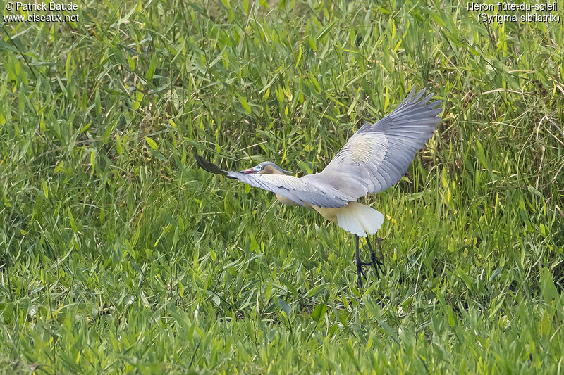 Whistling Heronadult, Flight