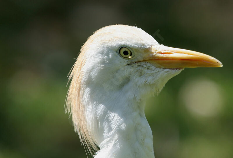 Western Cattle Egret