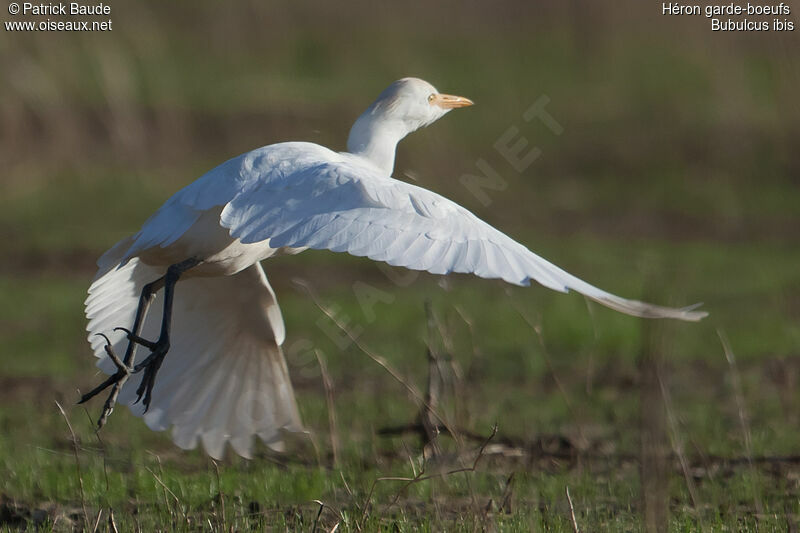 Western Cattle Egretimmature, Flight