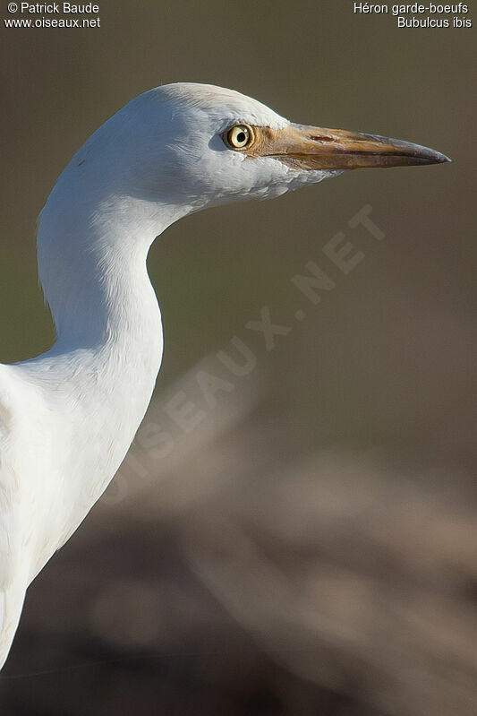 Western Cattle Egretimmature, identification