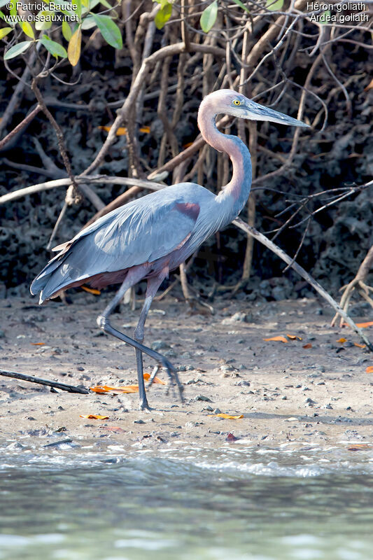 Goliath Heronadult, identification