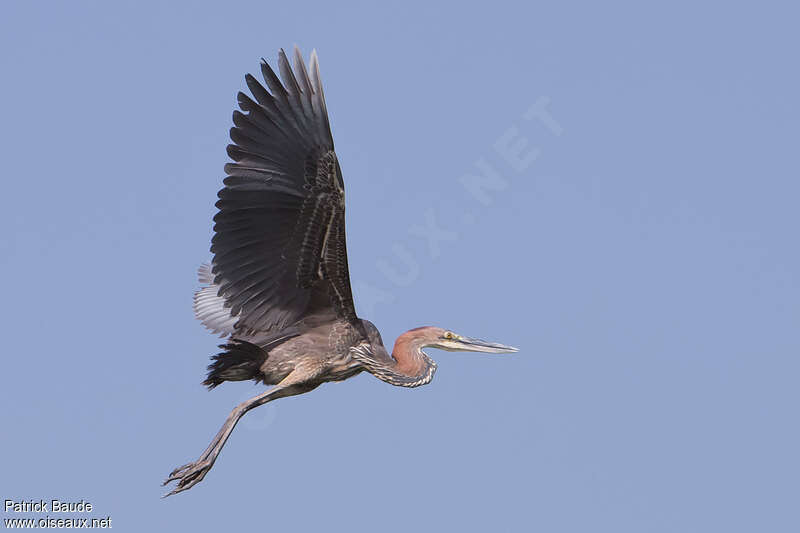 Goliath Heronadult, Flight