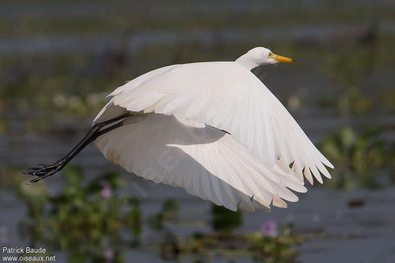 Medium Egretadult, Flight