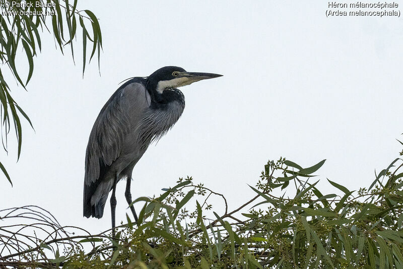 Black-headed Heron