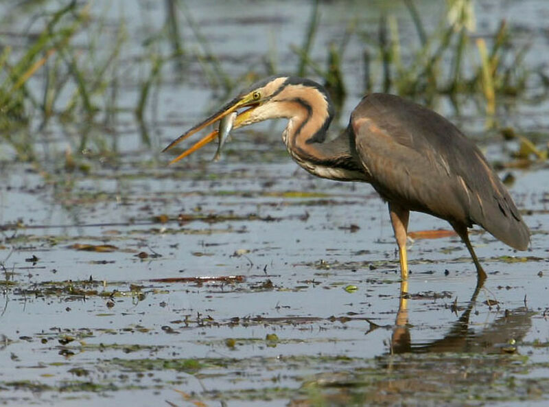 Purple Heron