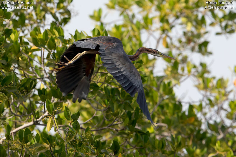 Purple Heronadult, Flight