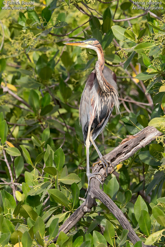 Purple Heronadult, identification