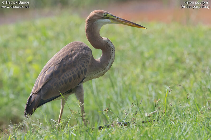 Purple Heronjuvenile, identification