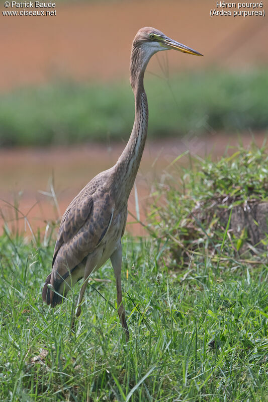 Héron pourpréjuvénile, identification