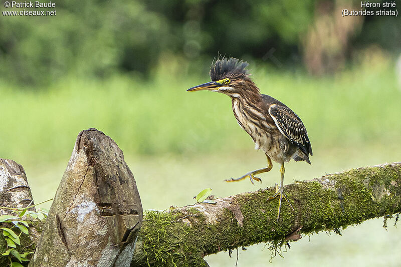 Striated Heronadult