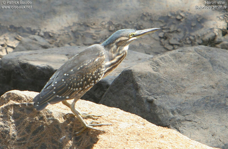 Striated Heron