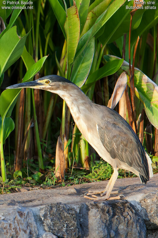 Striated Heronjuvenile, identification