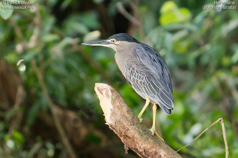 Striated Heronadult, identification