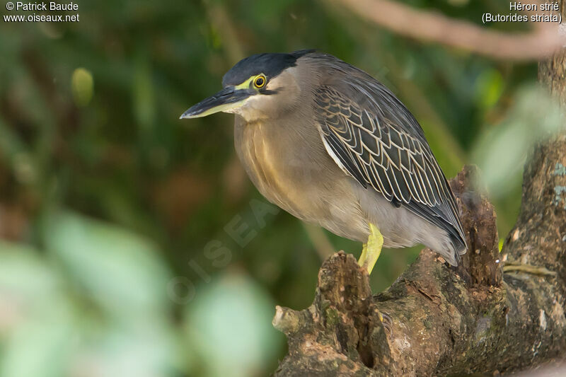 Héron striéadulte, identification