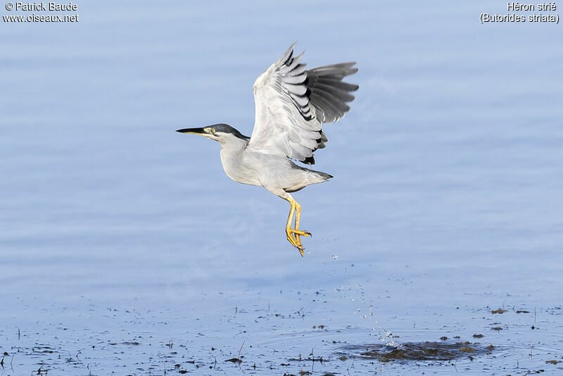 Striated Heronadult