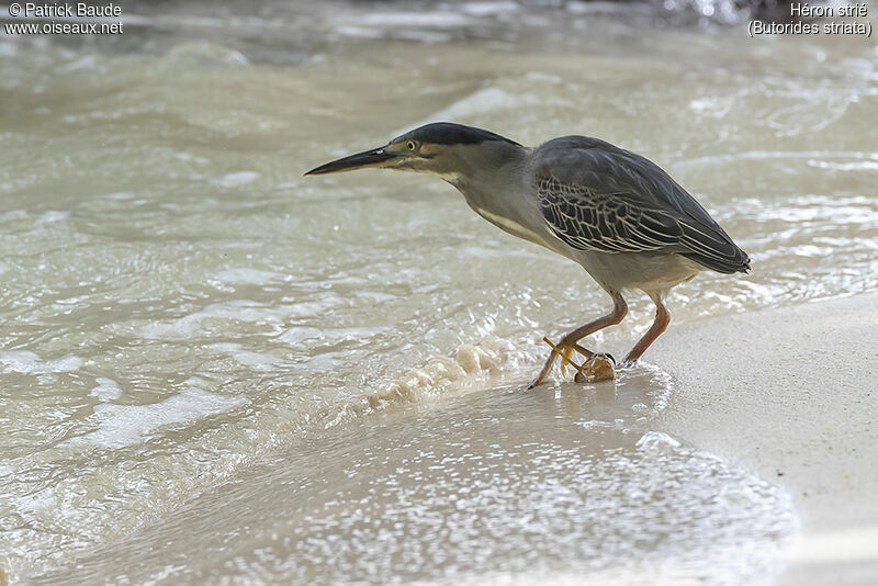 Striated Heronadult