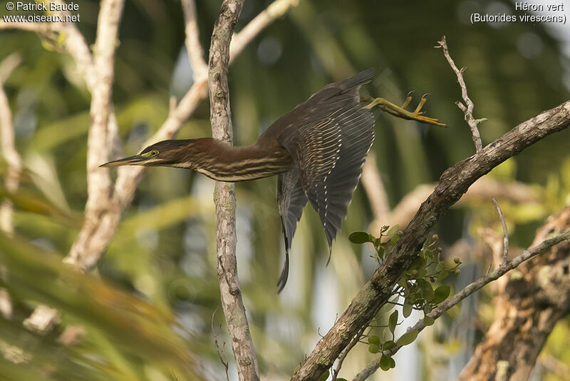 Green Heron