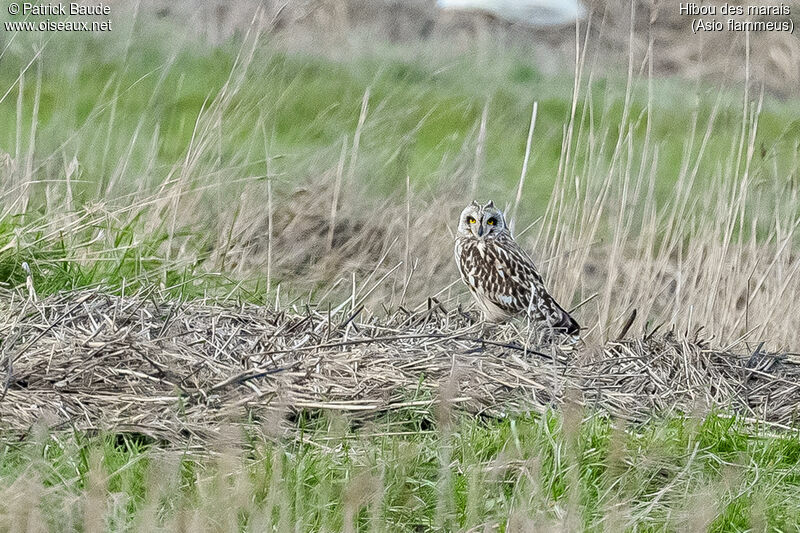 Short-eared Owl