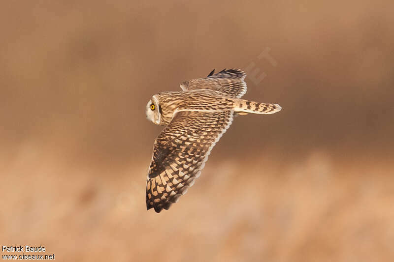 Hibou des maraisadulte, Vol