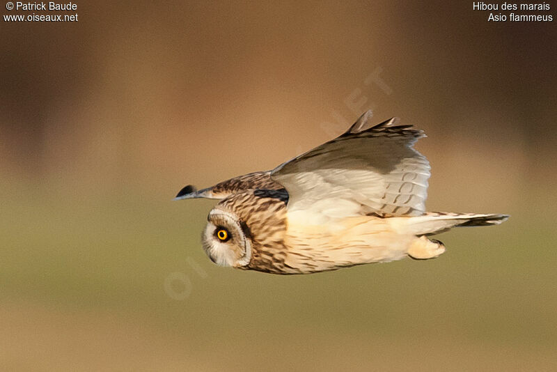 Short-eared Owladult, identification