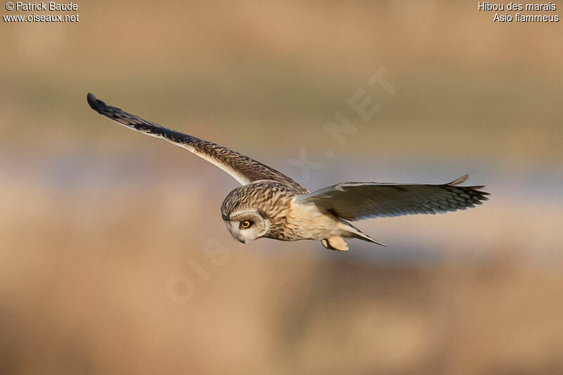 Short-eared Owladult, identification