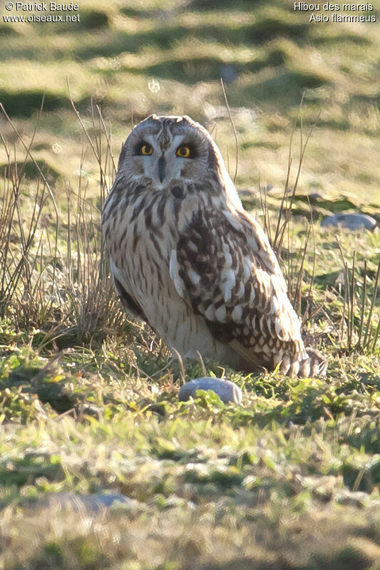 Hibou des marais femelle adulte, identification