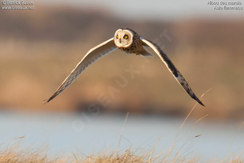 Short-eared Owladult, Flight