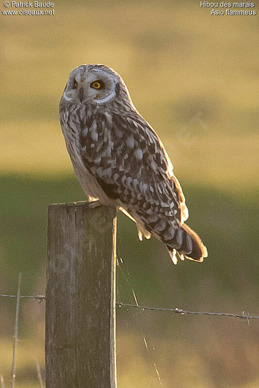 Hibou des marais femelle adulte, identification