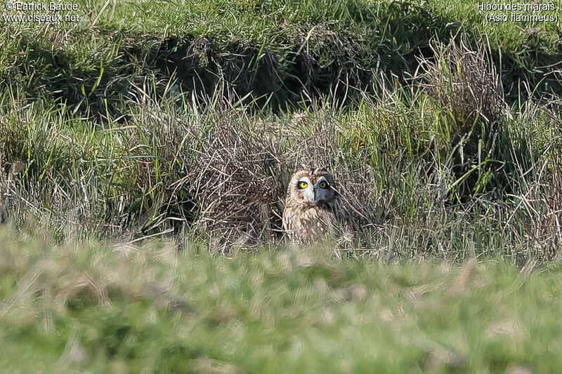 Short-eared Owladult