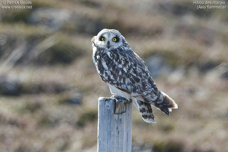 Short-eared Owladult