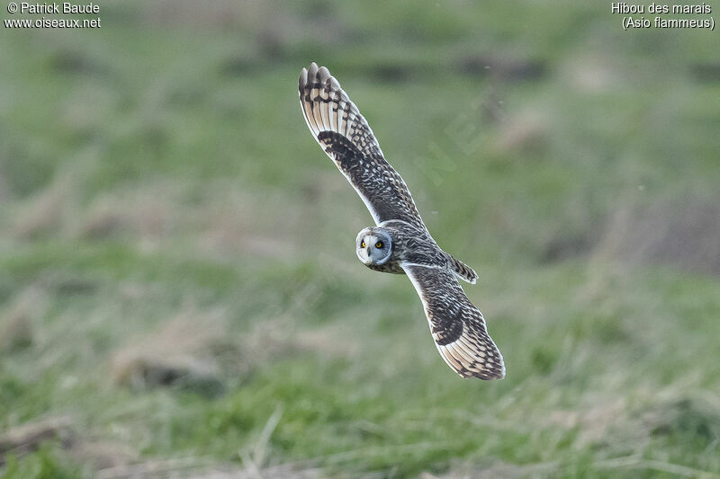 Short-eared Owl