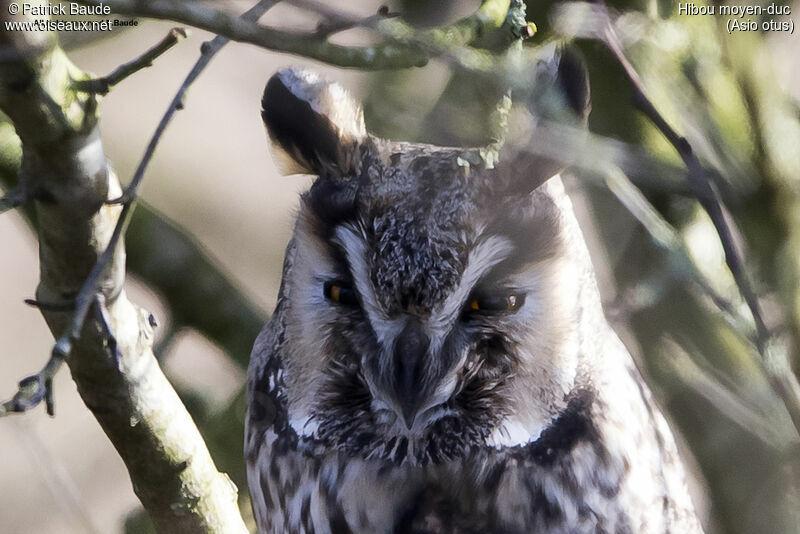 Long-eared Owl, identification