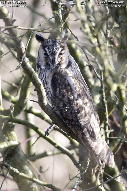 Hibou moyen-duc, identification