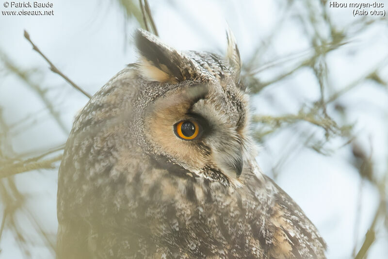 Hibou moyen-ducadulte, portrait