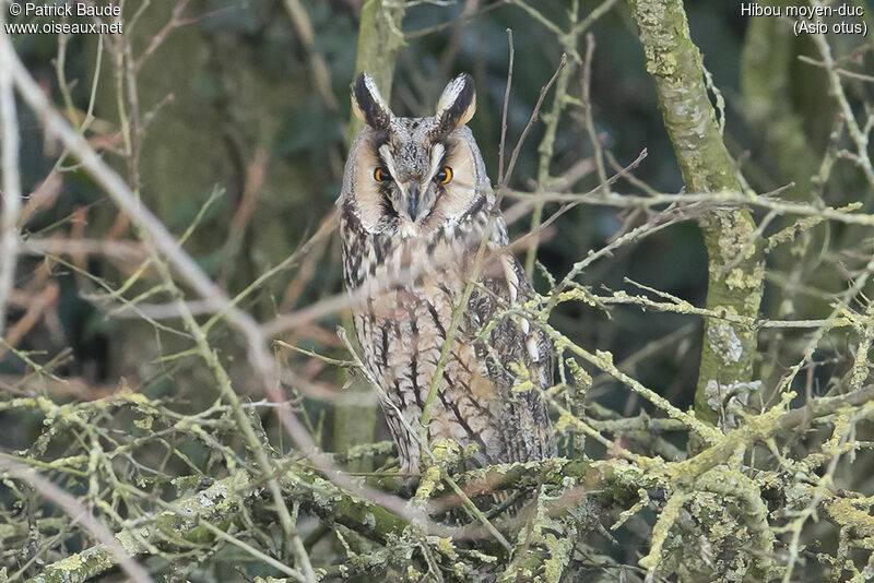 Hibou moyen-ducadulte, portrait