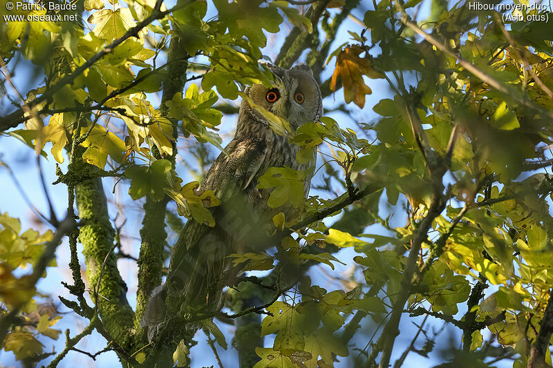 Hibou moyen-duc