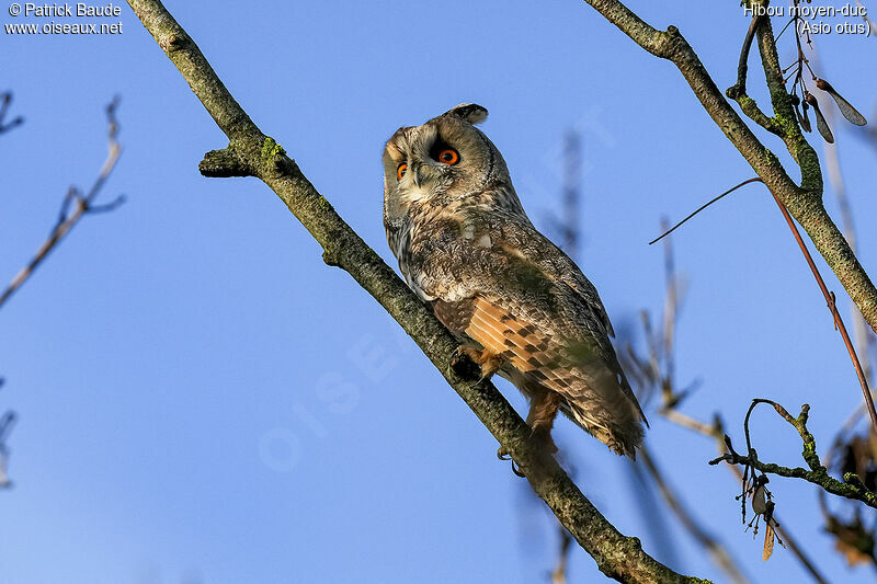 Hibou moyen-duc