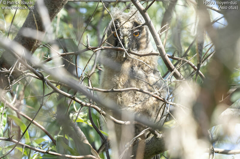 Hibou moyen-ducPoussin