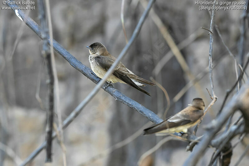 Southern Rough-winged Swallowadult