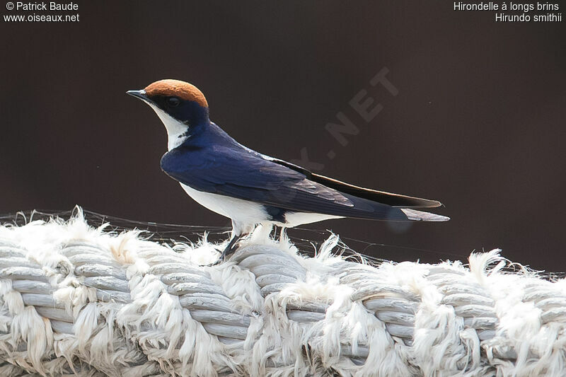 Hirondelle à longs brinsadulte, identification