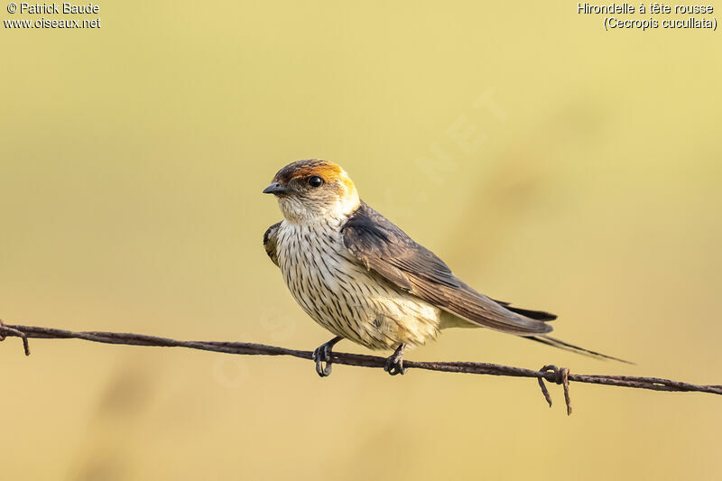 Greater Striped Swallowadult