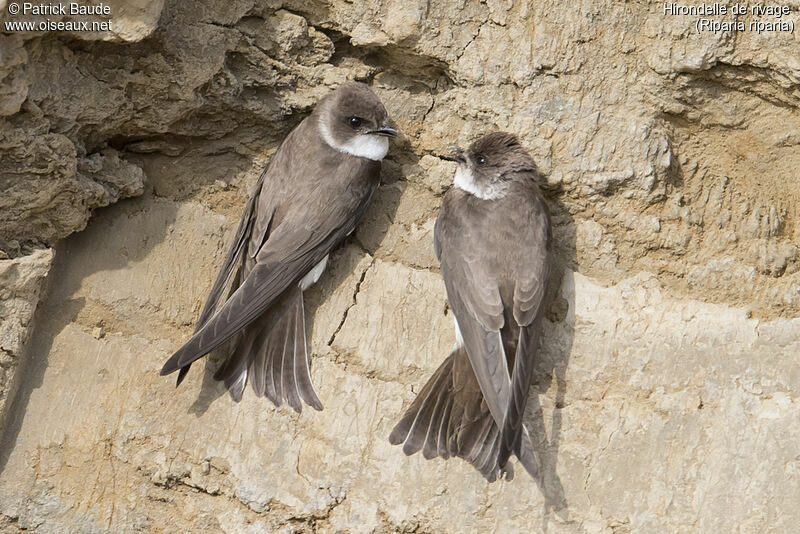 Sand Martinadult, identification