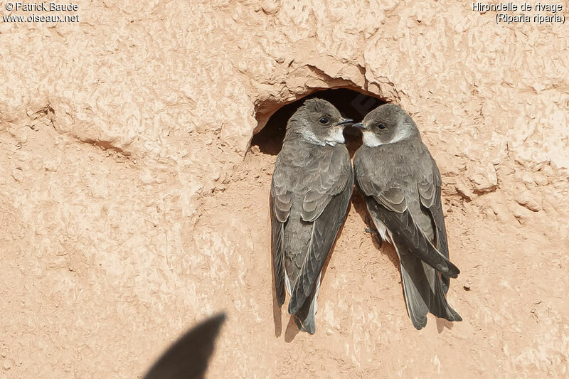 Sand Martinadult