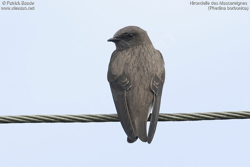 Mascarene Martinadult, identification