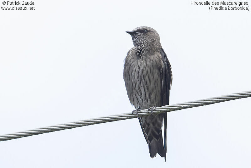 Mascarene Martinadult, identification