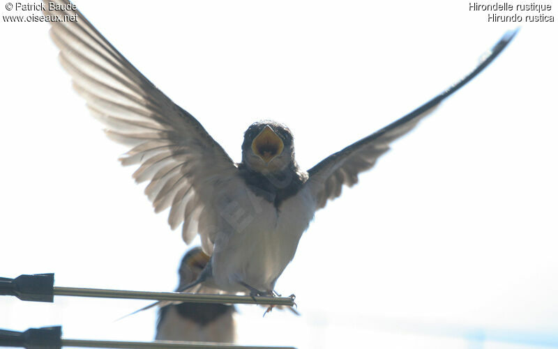 Barn Swallow